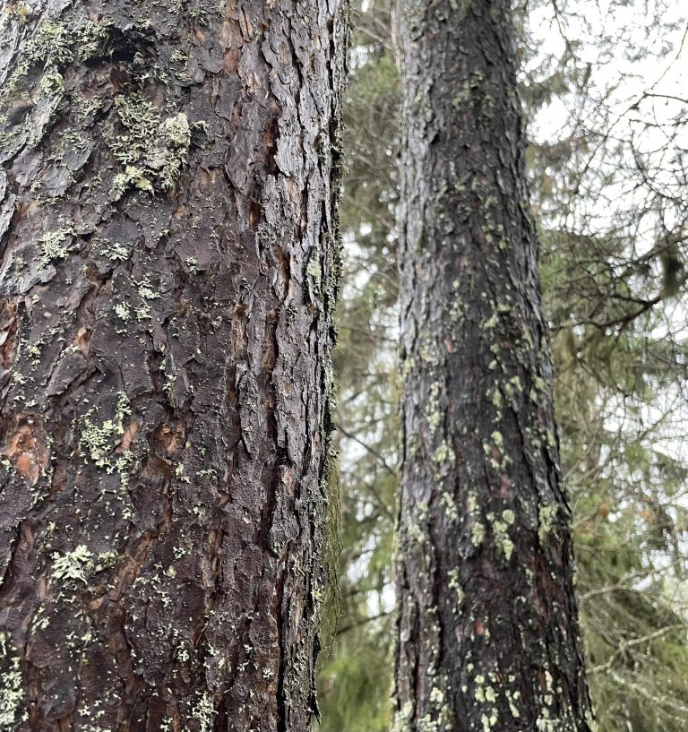 Metsä